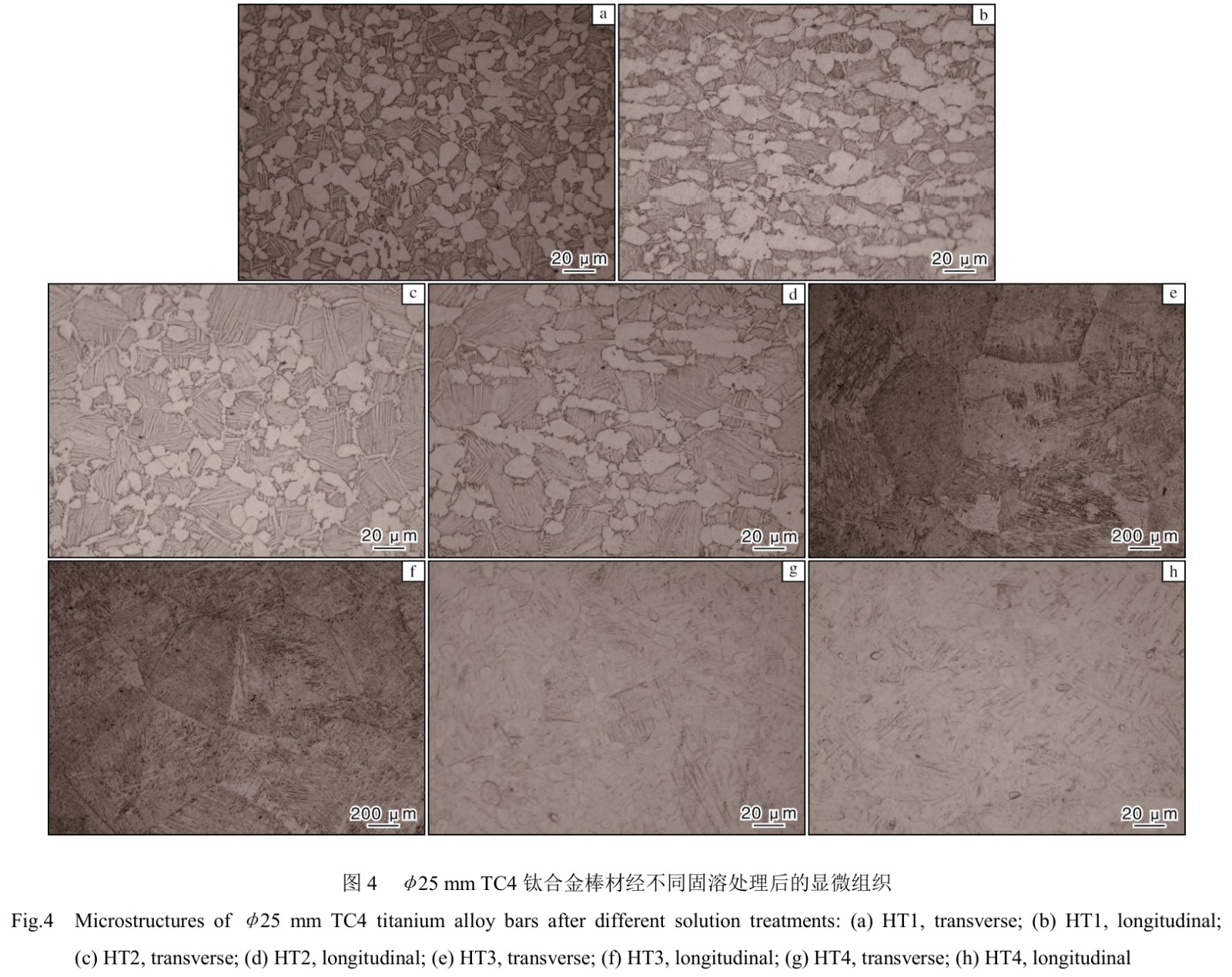 1713948885296609.jpg t4.jpg